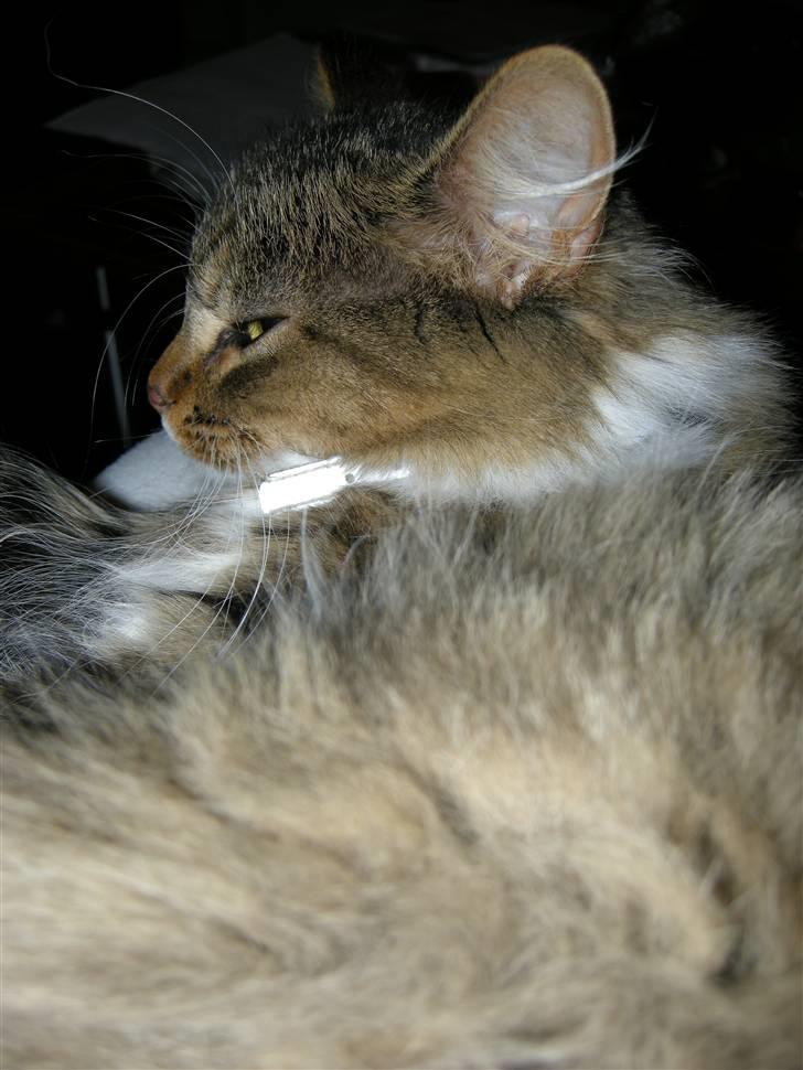 Blanding af racer Mille - Profil billede 7