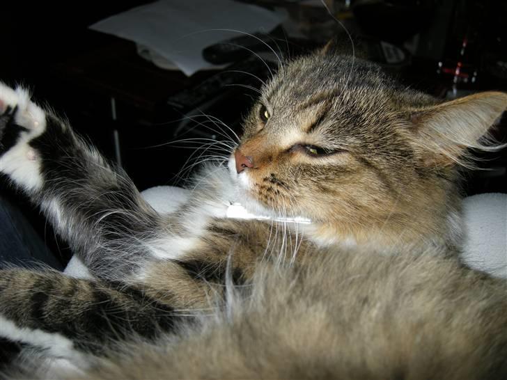 Blanding af racer Mille - Hygge på mors skød billede 8