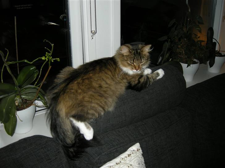 Blanding af racer Mille - En af de bedste pladser i verden billede 9