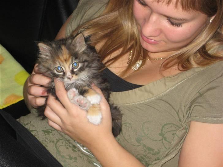 Blanding af racer Mini - Mig og min prinsesse.. Er hun ikke dejlig? billede 14