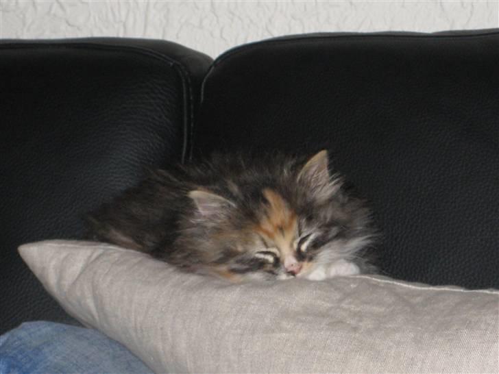 Blanding af racer Mini - Puha, det har været en lang dag..  billede 15