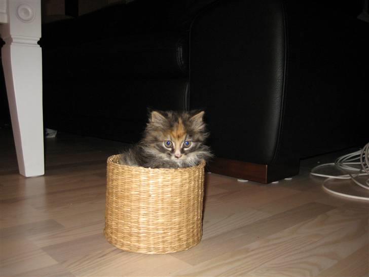 Blanding af racer Mini - Se hvor jeg kan.. billede 16