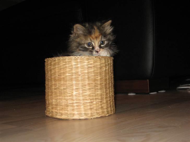 Blanding af racer Mini - Øv, i fandt mig.. billede 18