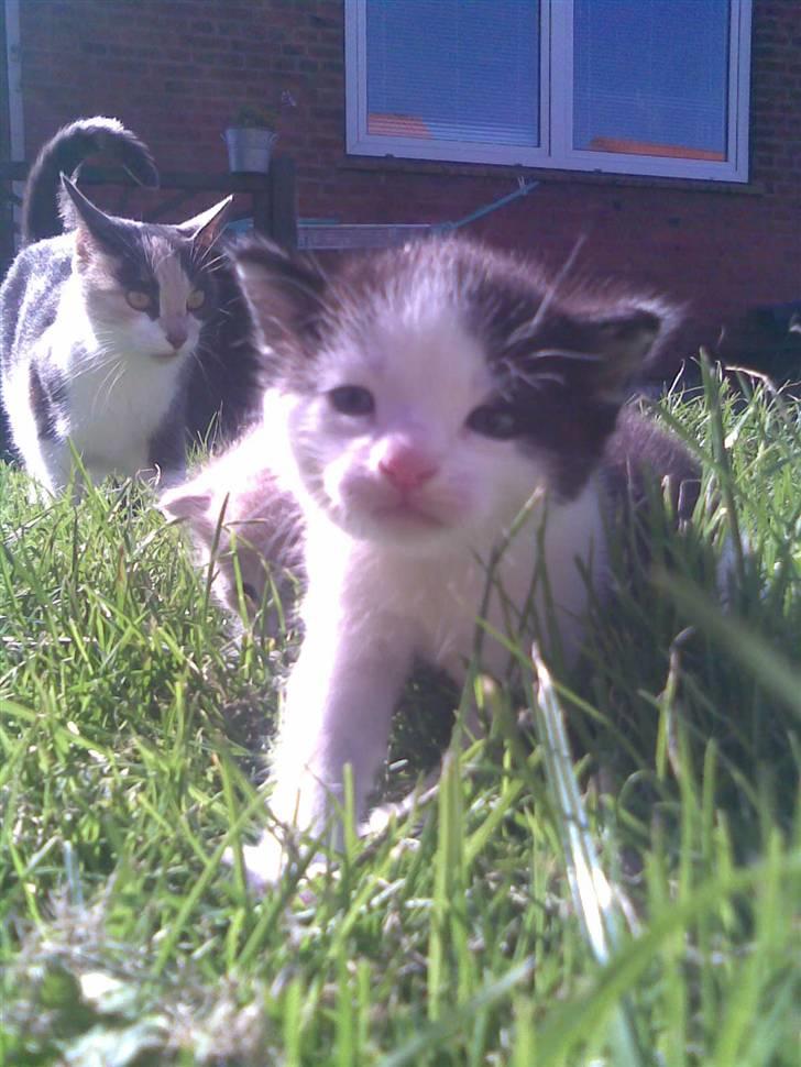 Huskat Sibylle <33 solgt - Heej med jer :D billede 1