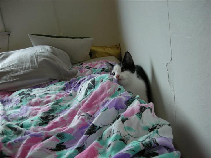 Huskat Sibylle <33 solgt - :) billede 2