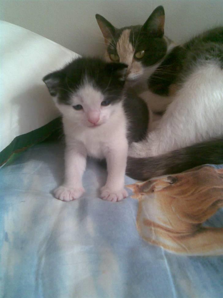 Huskat Sibylle <33 solgt - mig og moar :) billede 4