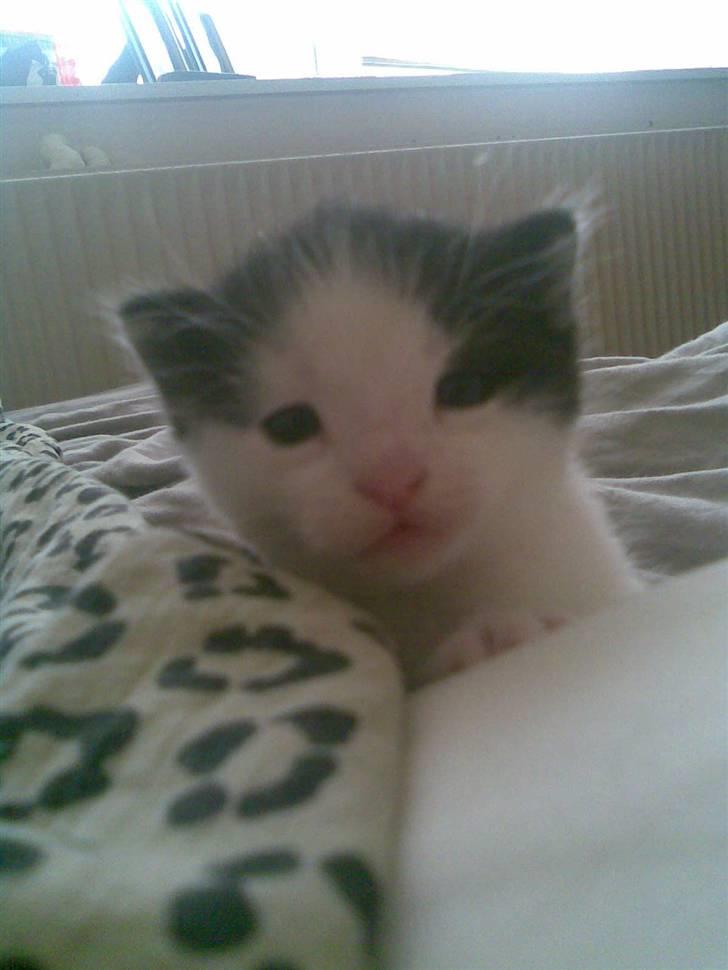 Huskat Sibylle <33 solgt - er hun ikke sød? :O billede 5