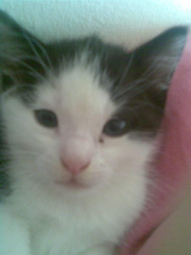 Huskat Sibylle <33 solgt billede 6