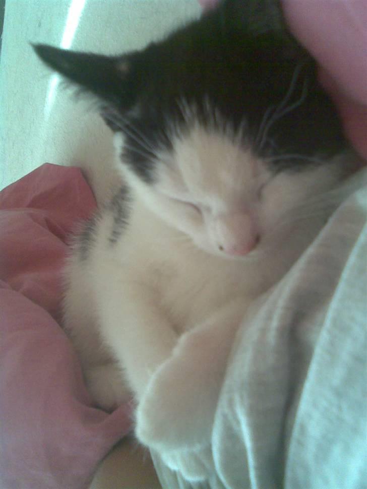 Huskat Sibylle <33 solgt - sover lige :P billede 7