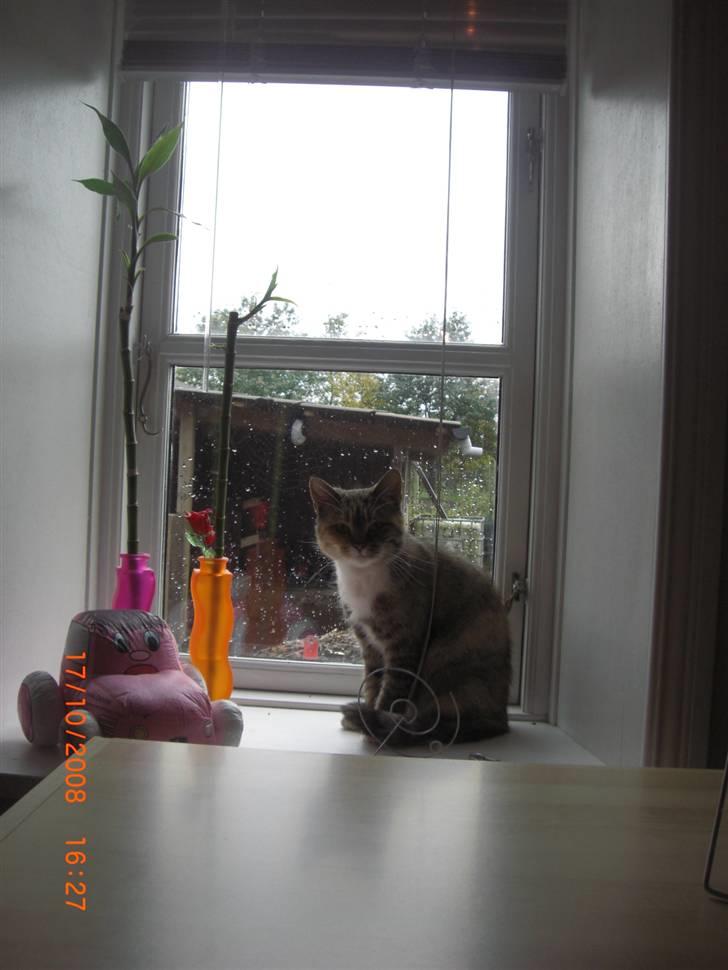 Blanding af racer Spunk - i vinduet (; billede 2