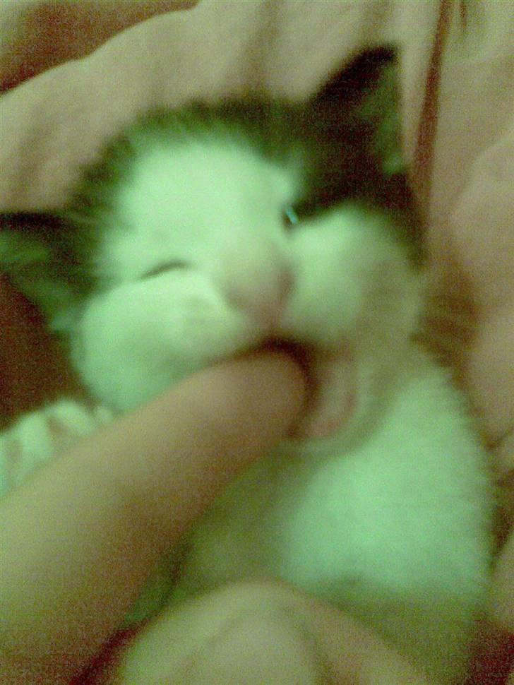 Huskat Sibylle <33 solgt billede 8