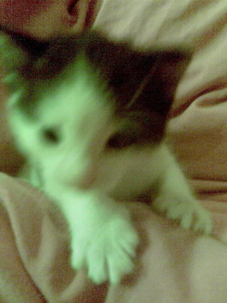 Huskat Sibylle <33 solgt billede 9