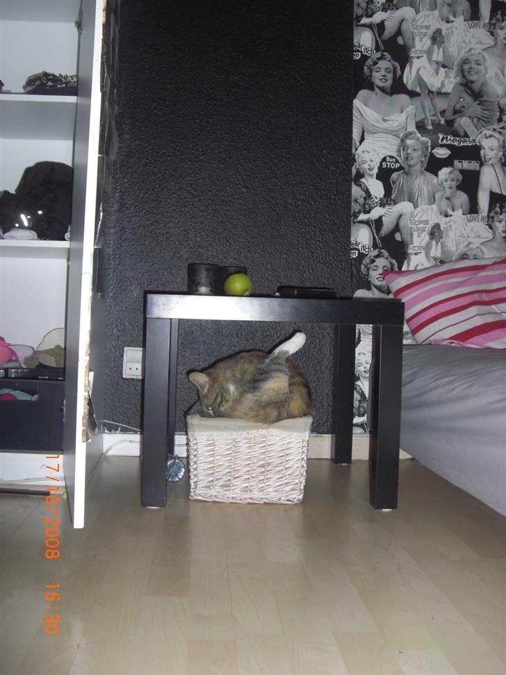 Blanding af racer Spunk billede 3