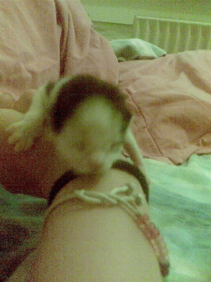 Huskat Sibylle <33 solgt billede 10