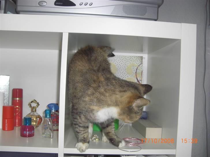 Blanding af racer Spunk - og her synes hun så lige hun skulle vade rundt i mine smykker :D skøre kat. billede 4