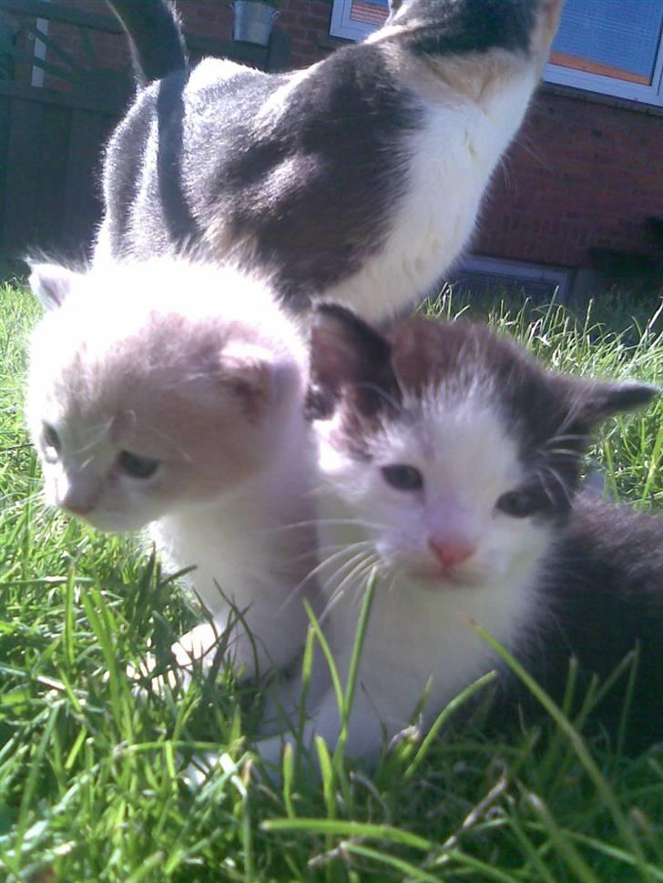 Huskat Sibylle <33 solgt - mig og lille bror <3 xD billede 11