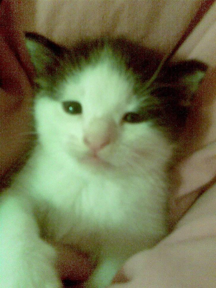 Huskat Sibylle <33 solgt billede 12