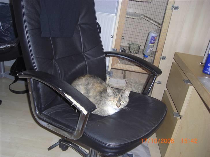 Blanding af racer Spunk - ´nej katrine, du skal ikke sidder her´ :D billede 5