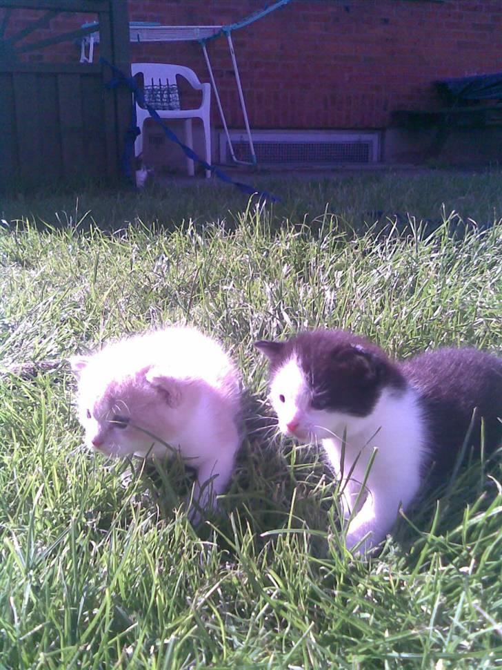 Huskat Sibylle <33 solgt - os igen :O billede 13