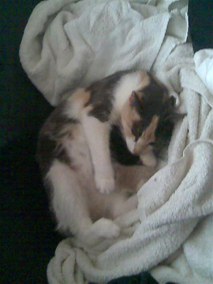 Huskat Sibylle <33 solgt - moar :D billede 14