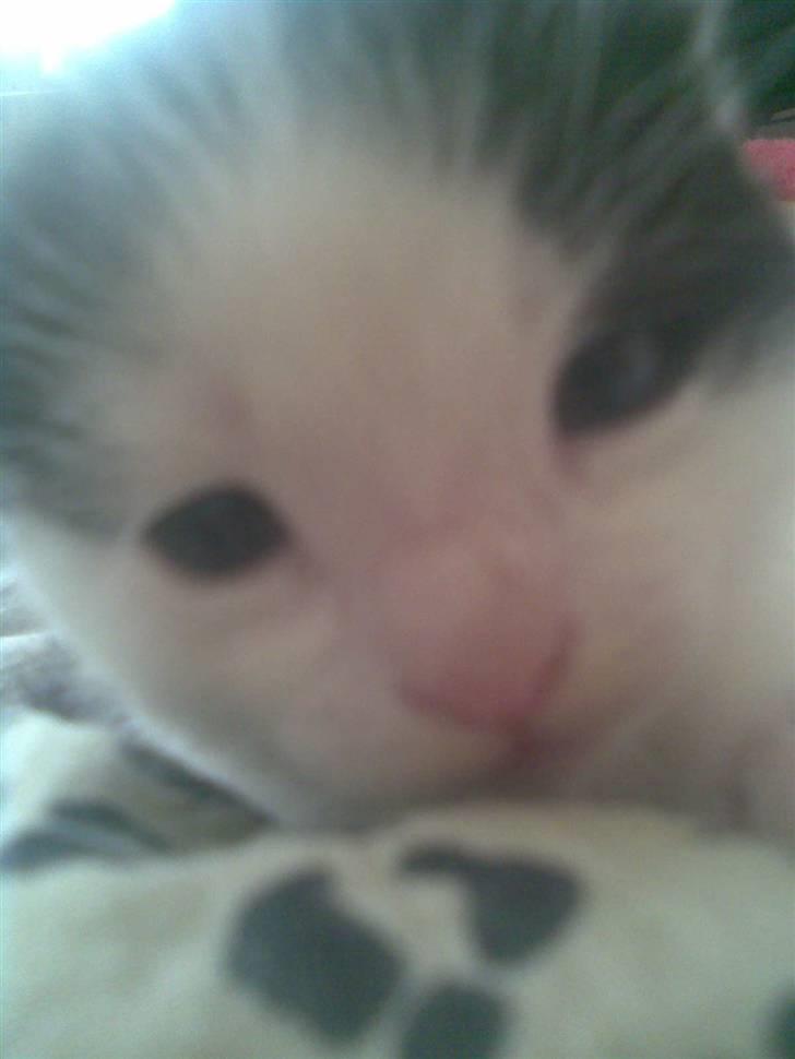 Huskat Sibylle <33 solgt billede 15