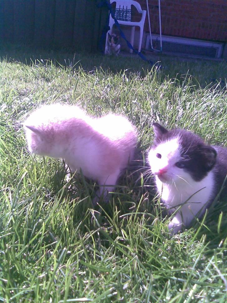 Huskat Sibylle <33 solgt - os igen igen, ikke lille bror? :D <33 billede 16