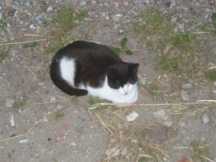 Blanding af racer Perle billede 1