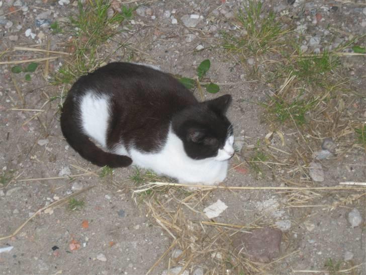 Blanding af racer Perle billede 2