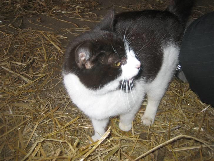 Blanding af racer Perle billede 4