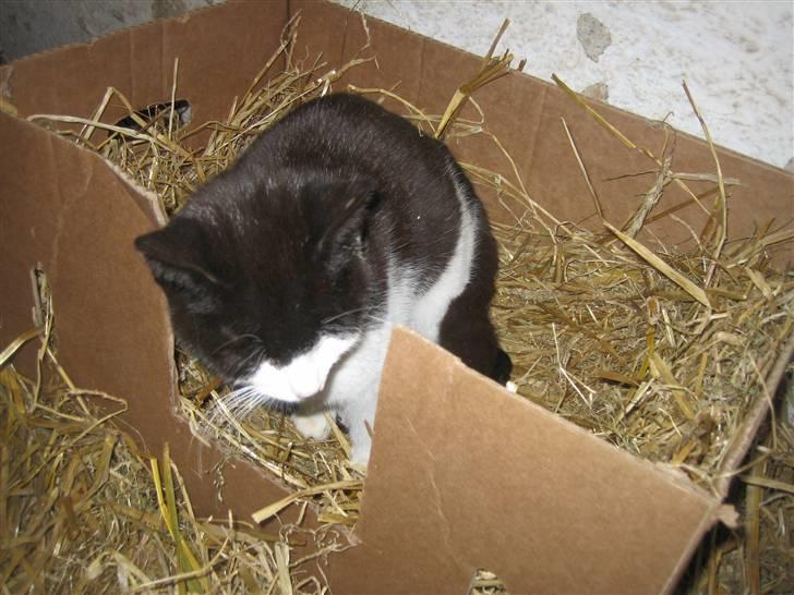 Blanding af racer Perle billede 5