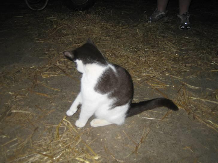 Blanding af racer Perle billede 6