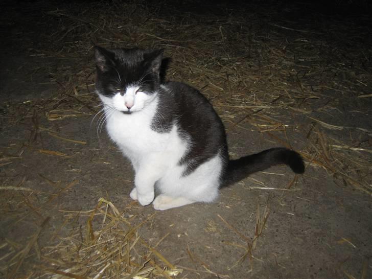 Blanding af racer Perle billede 7