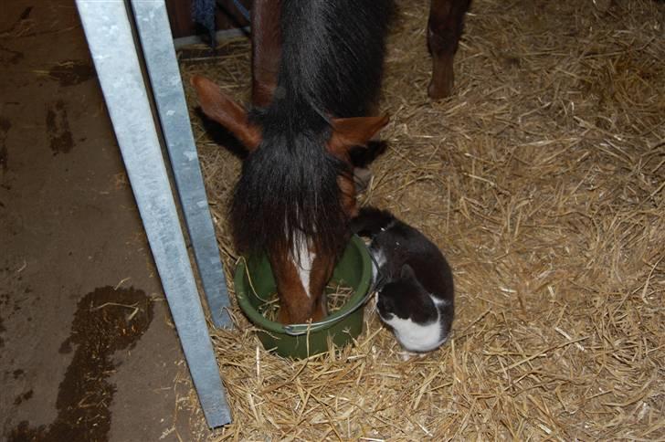 Blanding af racer Perle - Perle og min hest billede 8