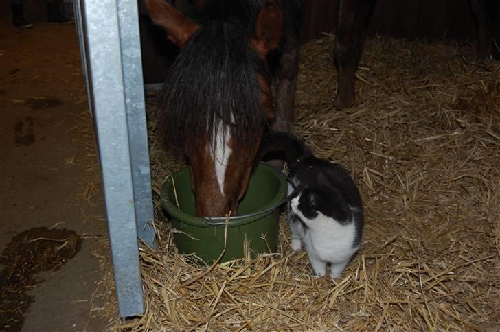 Blanding af racer Perle billede 9