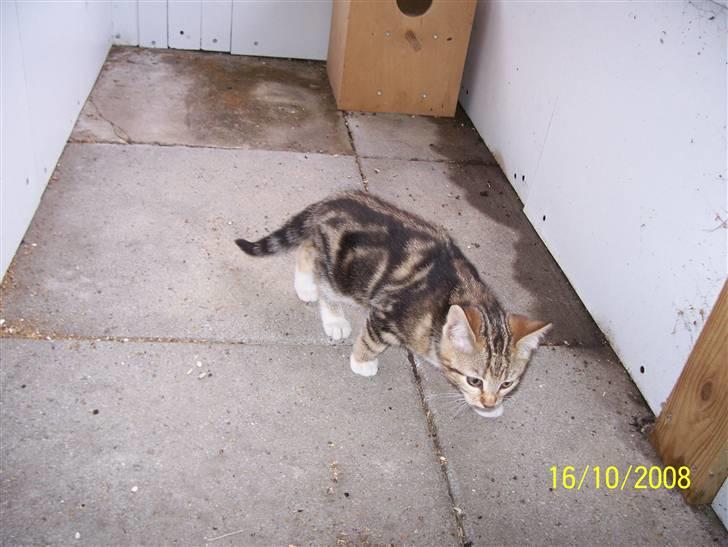 Huskat pjevs (flyttet) billede 1