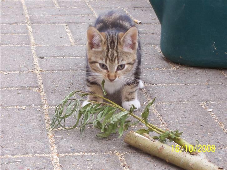 Huskat pjevs (flyttet) billede 2