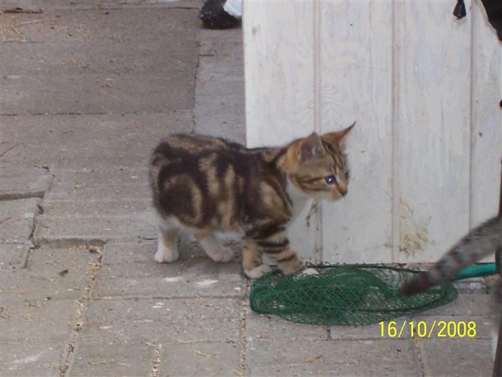 Huskat pjevs (flyttet) billede 3