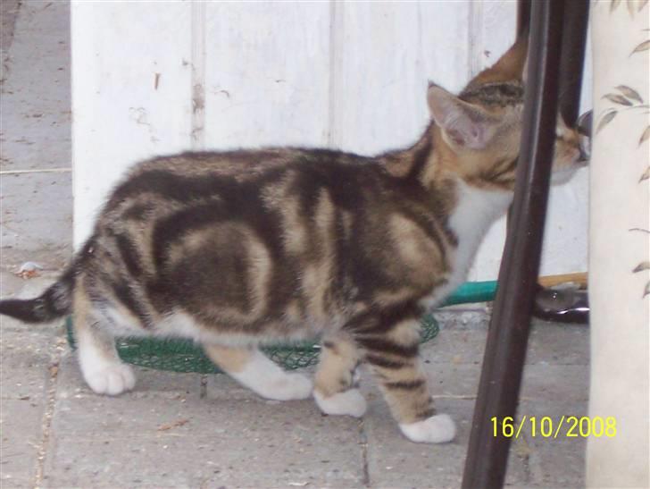 Huskat pjevs (flyttet) billede 4