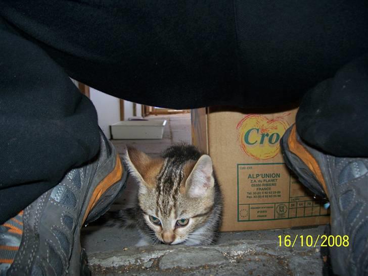 Huskat pjevs (flyttet) billede 5