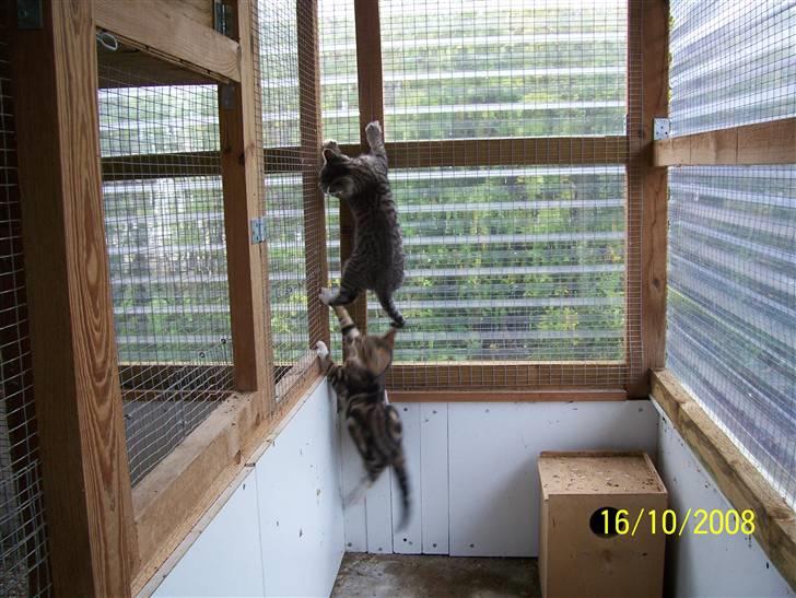 Huskat pjevs (flyttet) billede 6