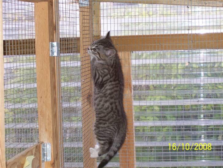 Huskat Pylle.. R.I.P. billede 1