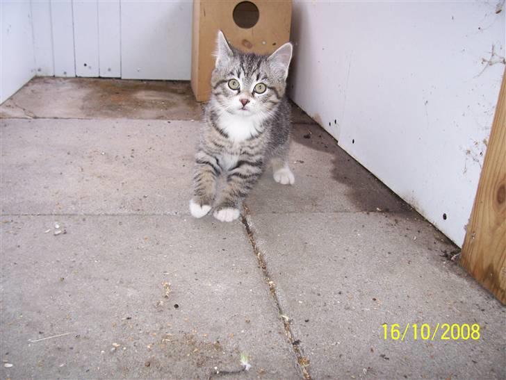 Huskat Pylle.. R.I.P. billede 2