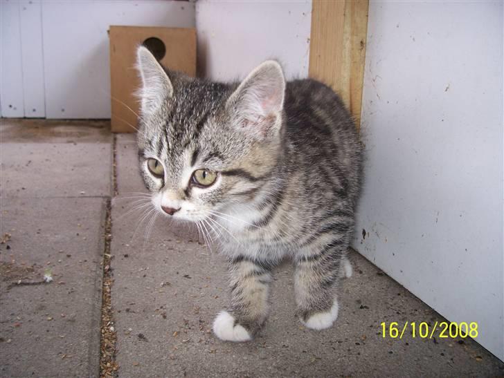 Huskat Pylle.. R.I.P. billede 3