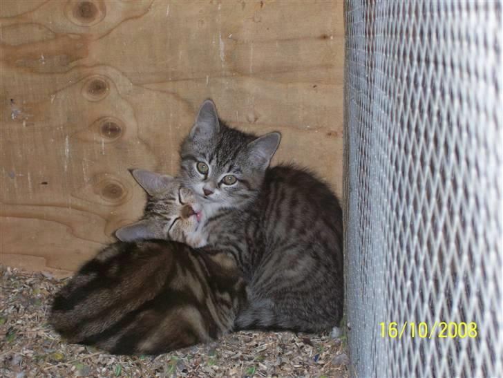 Huskat Pylle.. R.I.P. billede 4