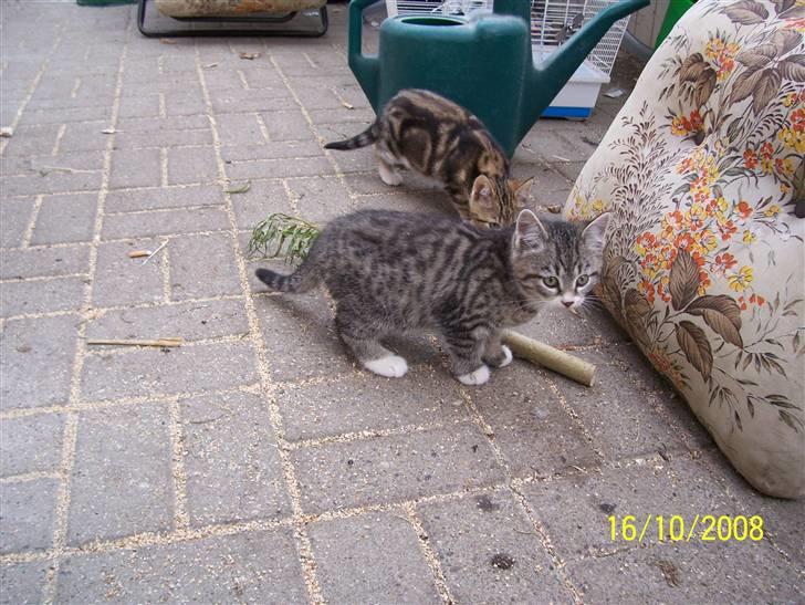 Huskat Pylle.. R.I.P. billede 5