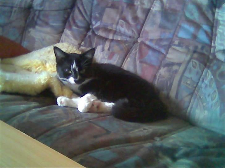 Huskat Dullie - Heej med jer (: billede 1