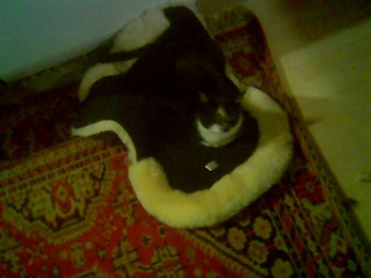 Huskat Dullie - Det kan godt være det her er til heste, men det er altså dejligt at ligge på billede 2