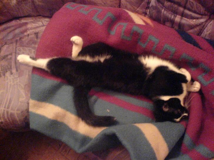 Huskat Dullie - Uhh skal lige strække mig billede 3