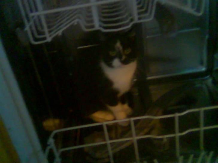 Huskat Dullie - Så er jeg klar til et dejligt bad, mor. billede 4