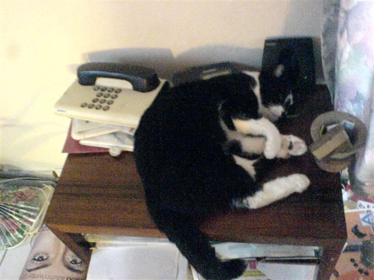 Huskat Dullie - Jeg låner lige telefonen et par timer (: billede 6